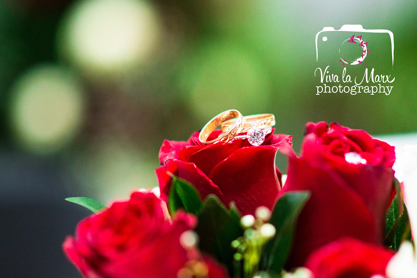 Wedding rings in red roses, for love. 
